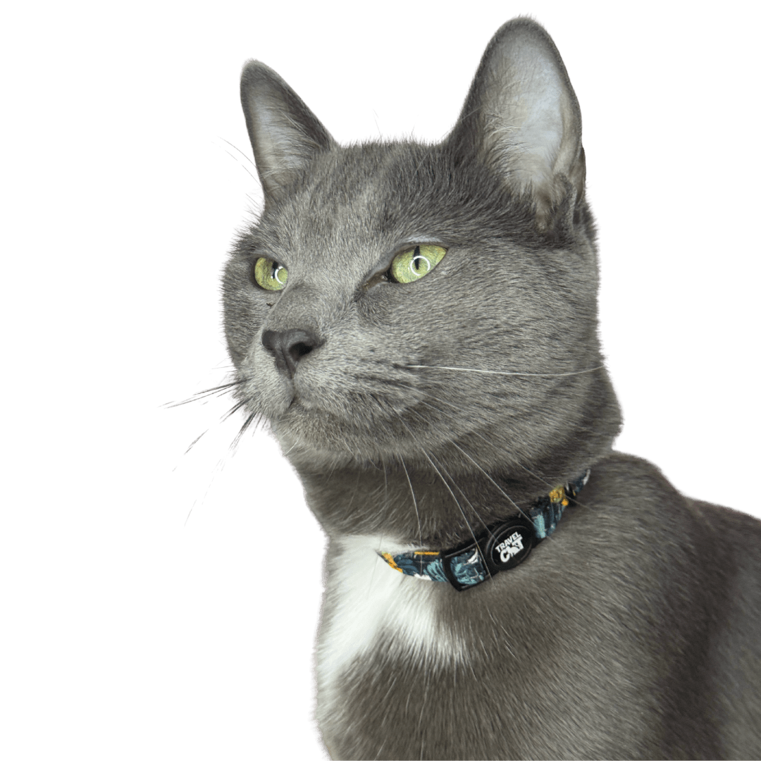 1_1233fbe8-e023-4f86-b1a0-272190400f5c.png