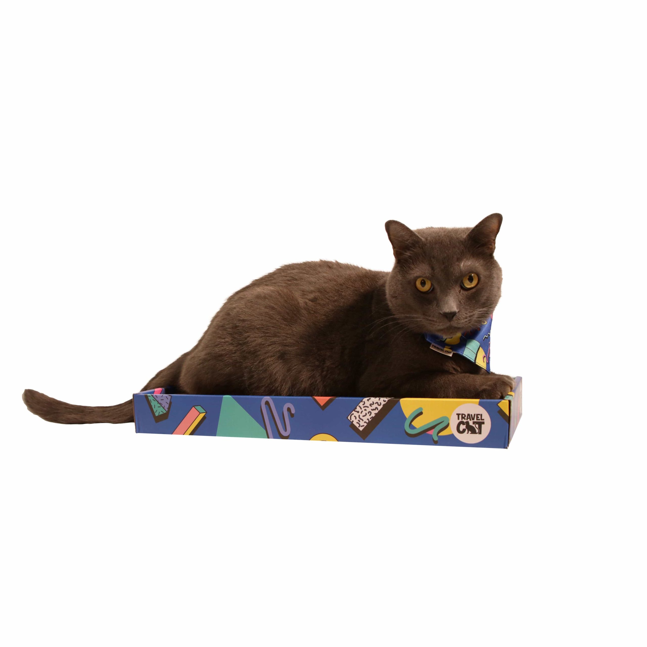 90_sscracther-catlayingandlooking.jpg
