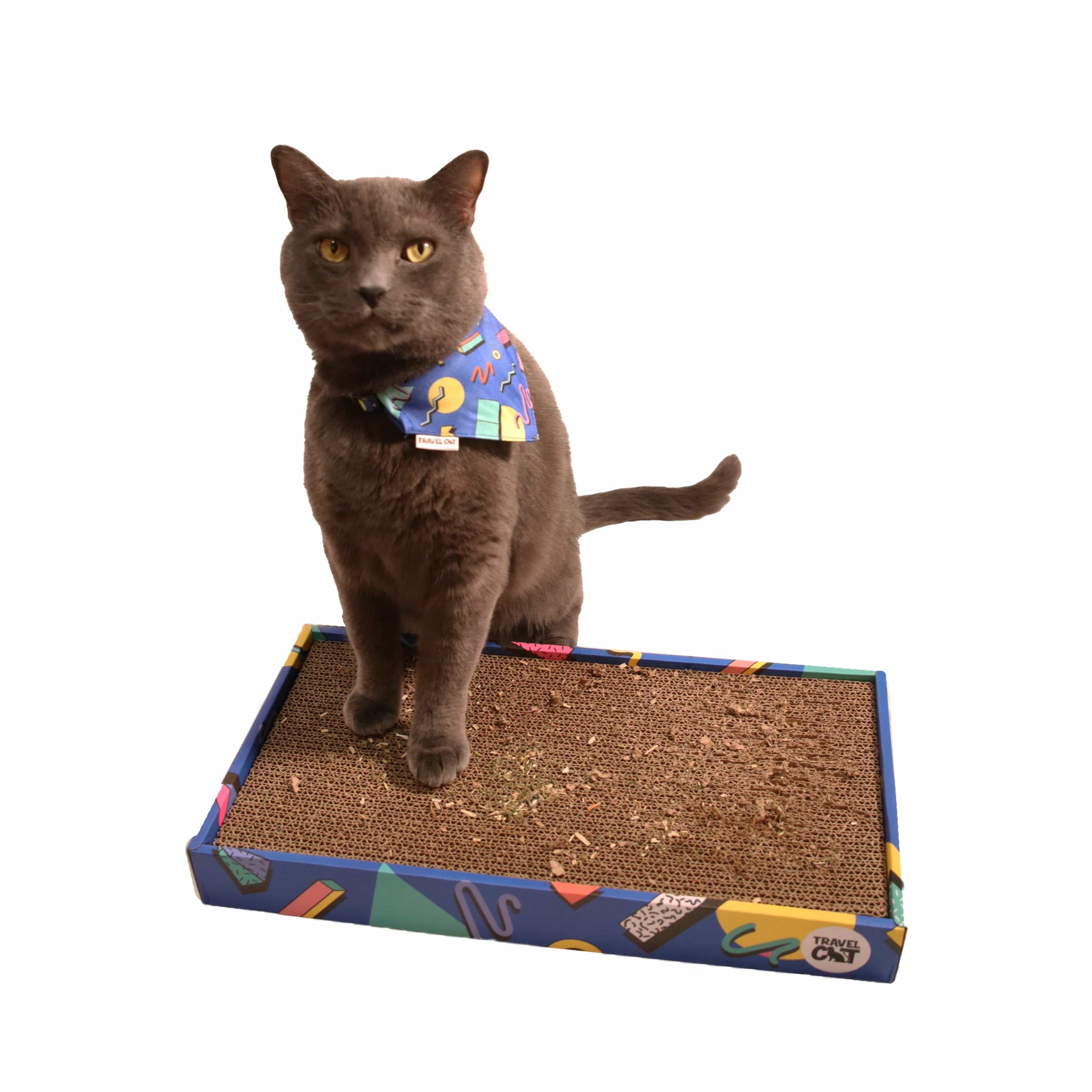 90_sscracthercatposing.jpg