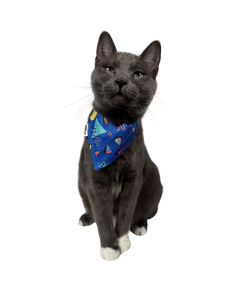 "The 90s Cat" Bandana & Collar