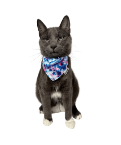 “The Groovy Cat” Bandana & Cat Collar