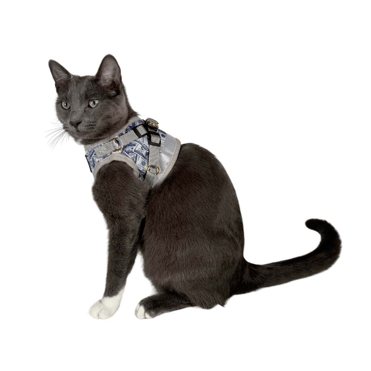 CASHCATSIDE_1.png