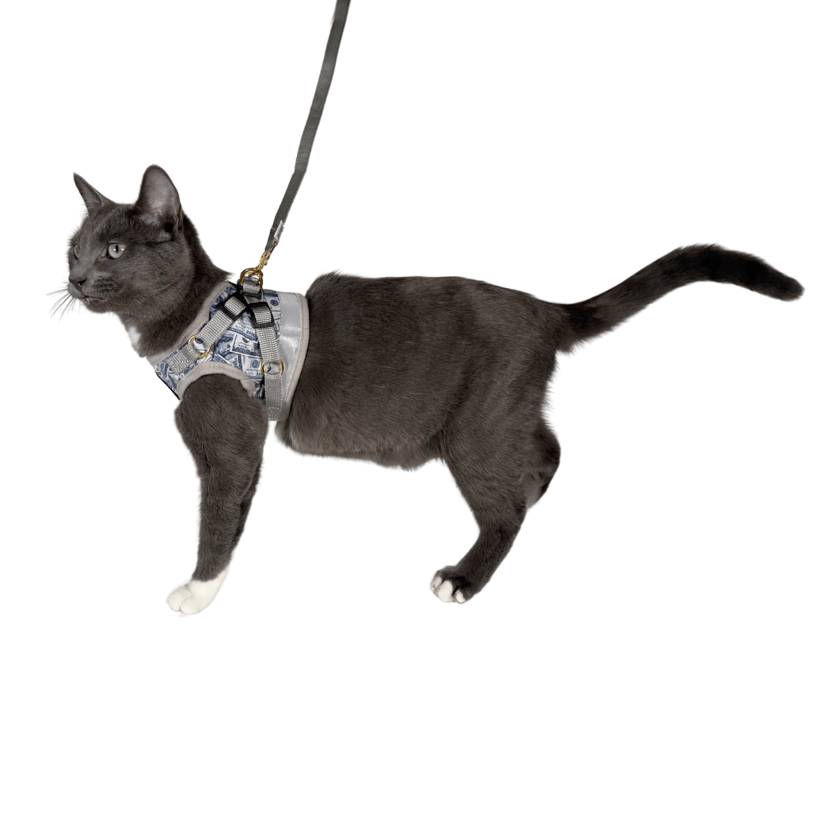 CASHCATSTANDING_1.png