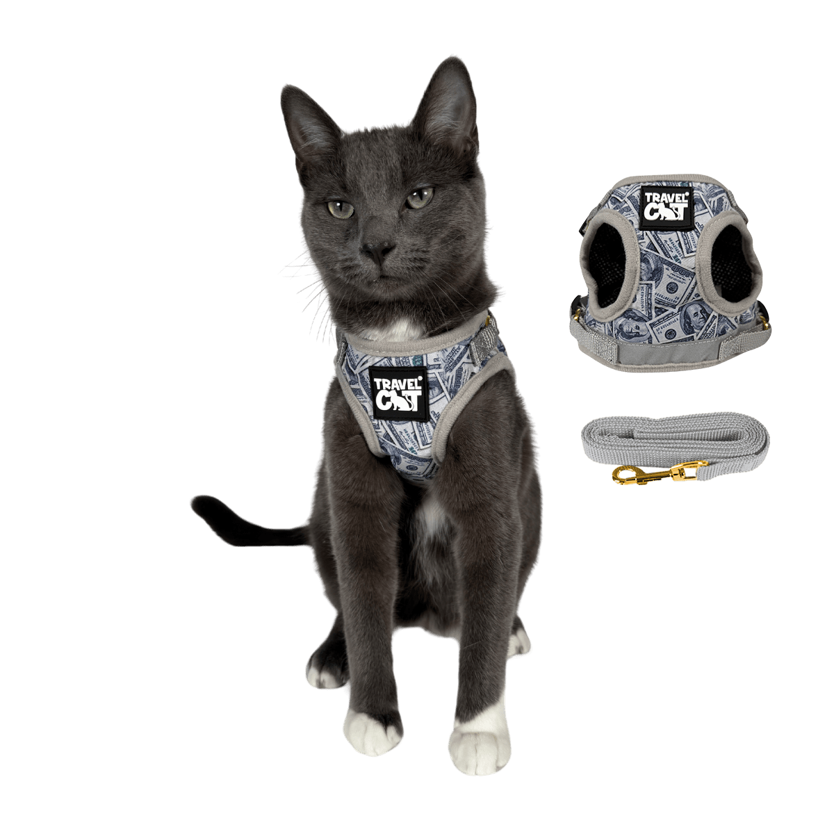 CASH_CAT_MAIN_3e41eb61-8ba0-4265-a787-0b19e073214a.png