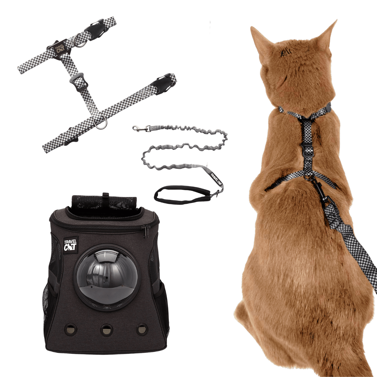 Meowtor_City_Cruiser.png