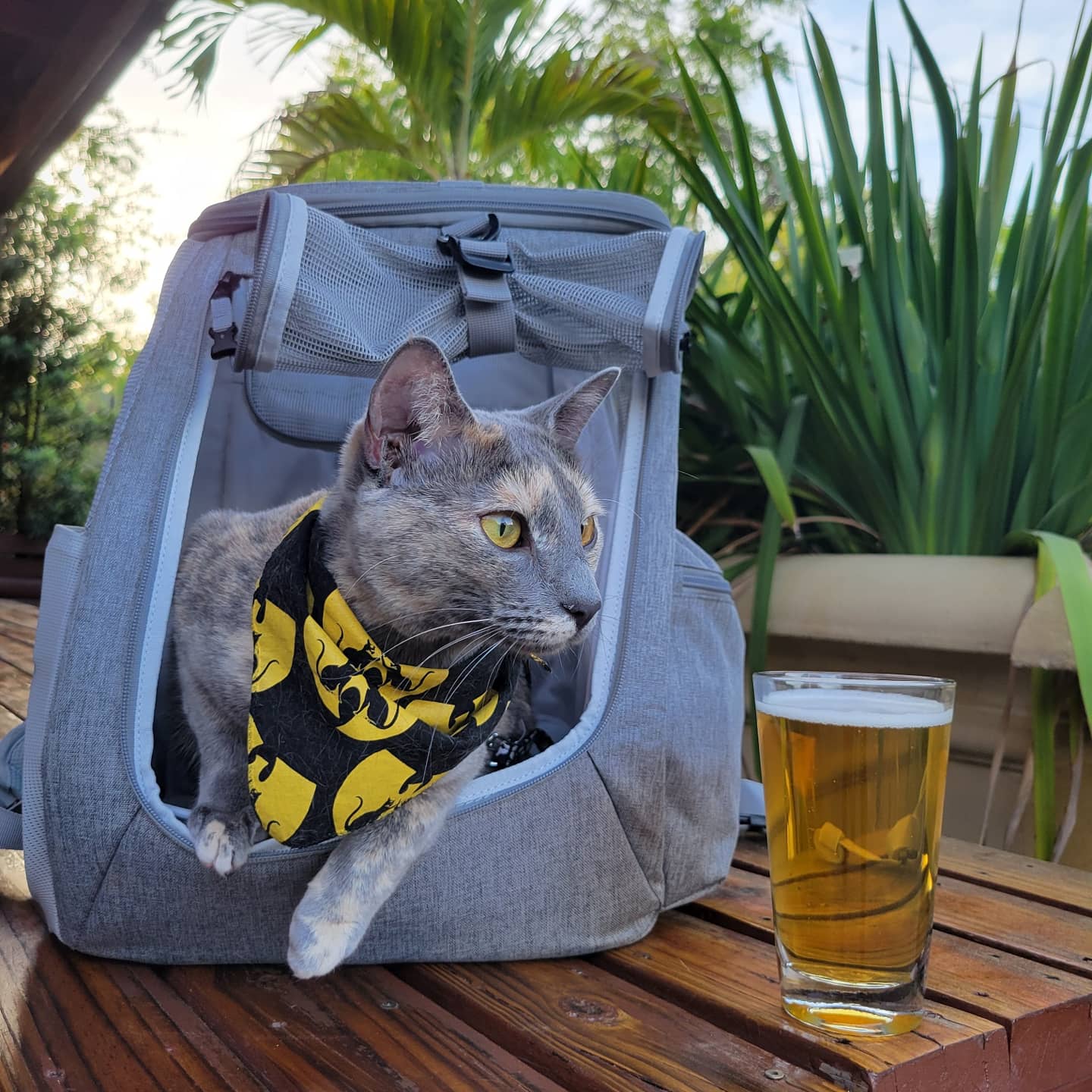 The_Navigator_Convertible_Cat_Backpack_Felinious_hops_-_Douglas_Rusinek_346d7753-f7ac-4767-9cf6-b4d5a1ff6863.jpg