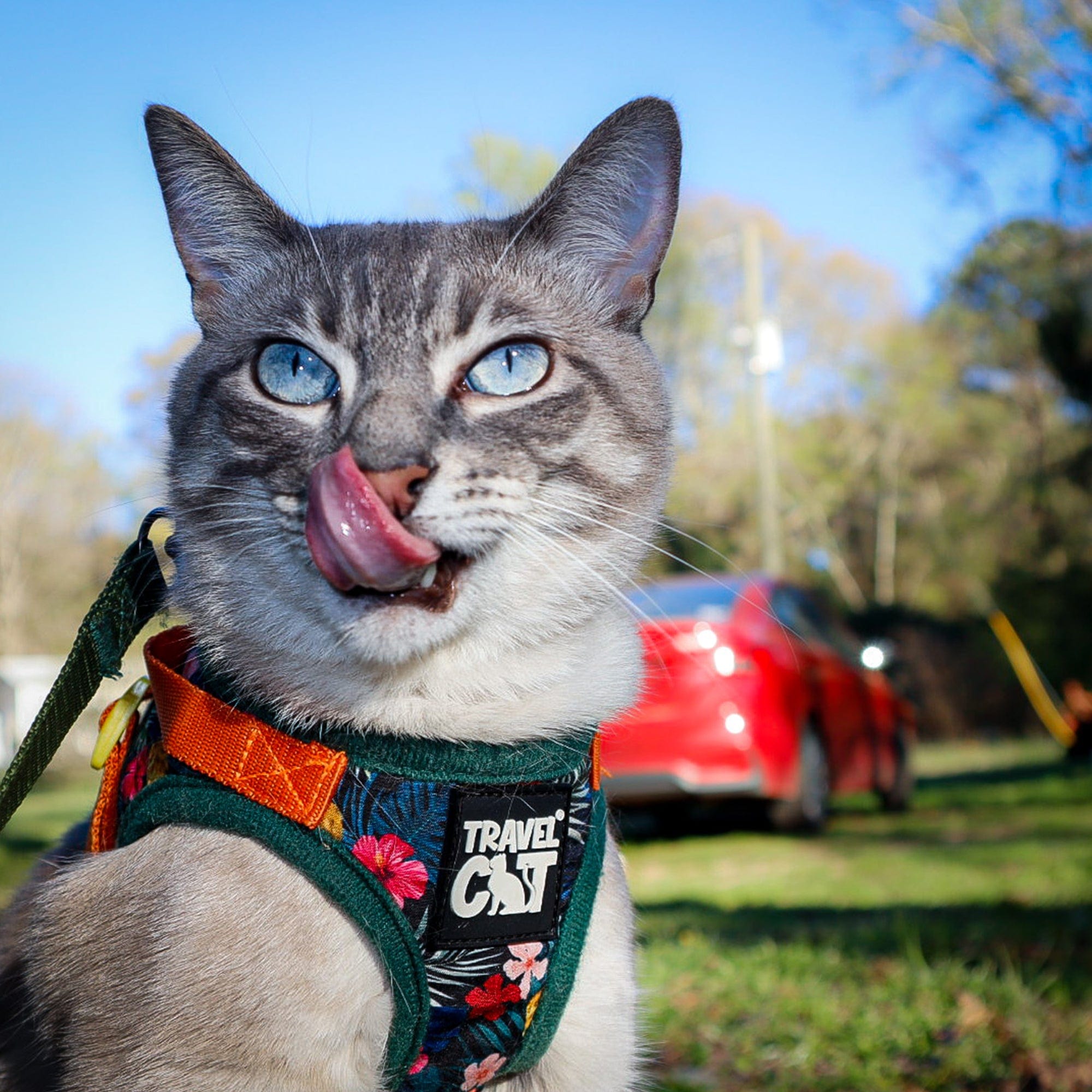 True_Adventurer_Chewy_Hawaiin_Close_Up_1.jpg
