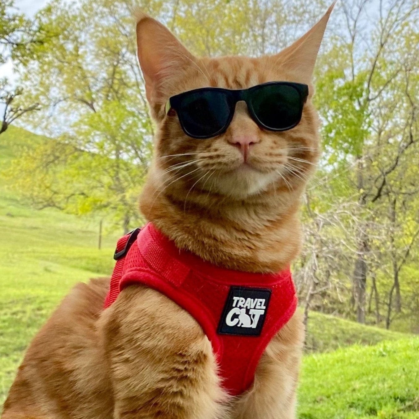 True_Adventurer_Chewy_Red_Close_Up_459e9bdb-8760-4193-94cb-71598e3fe3c1.jpg
