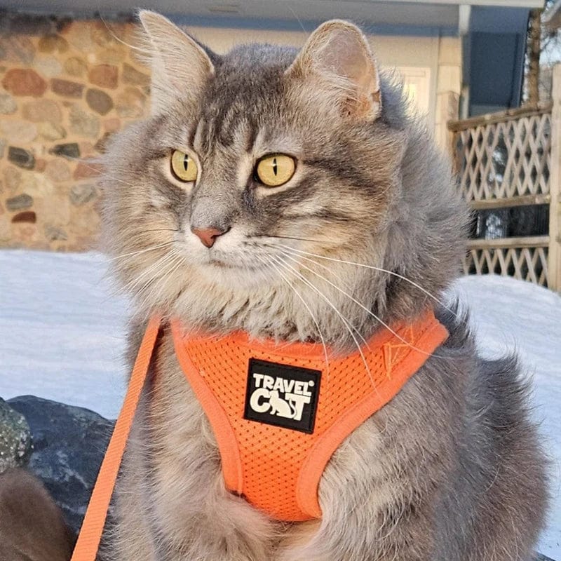 orange_1.jpg