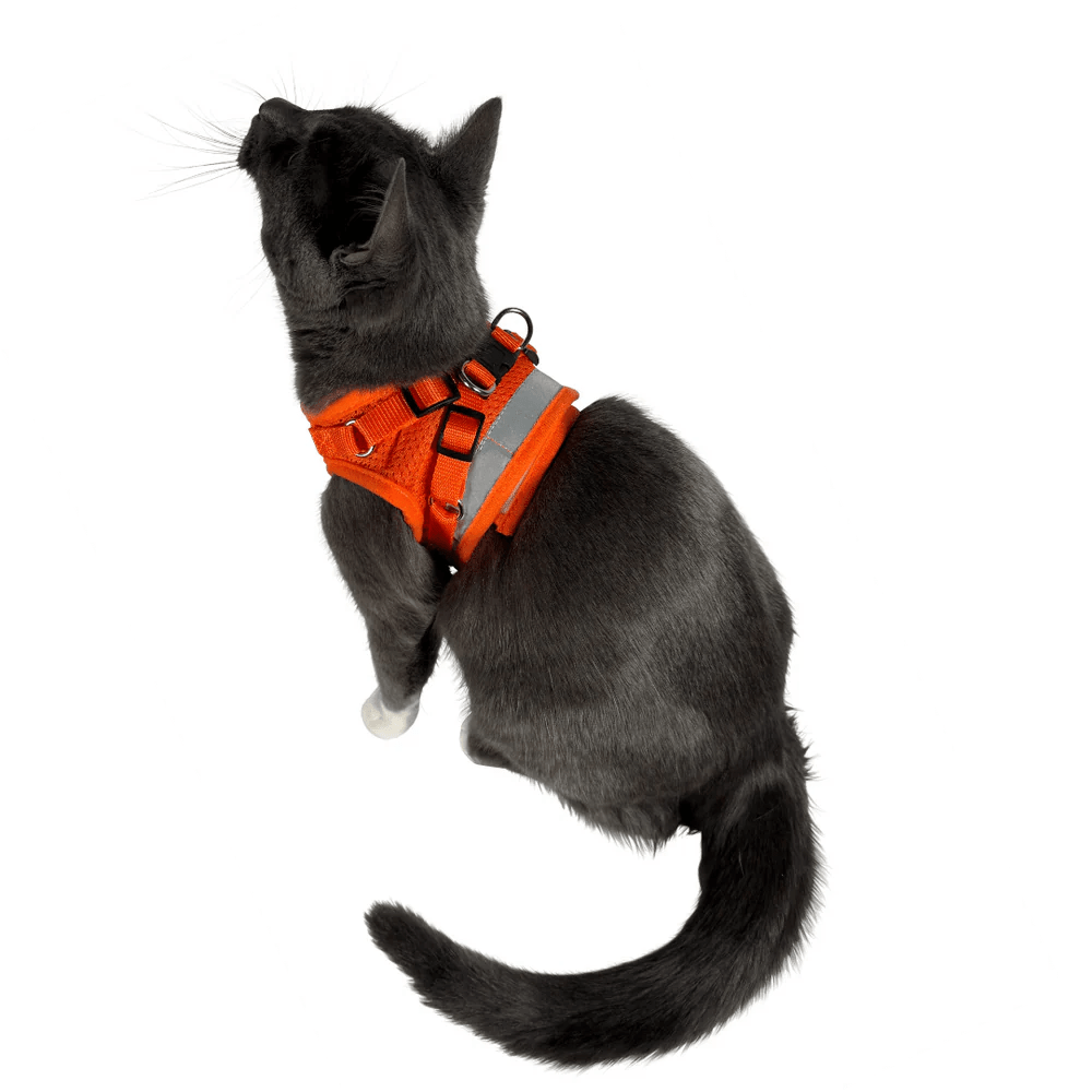 orange_7.png