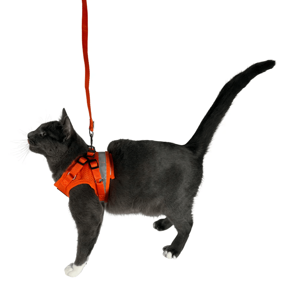 orange_8.png