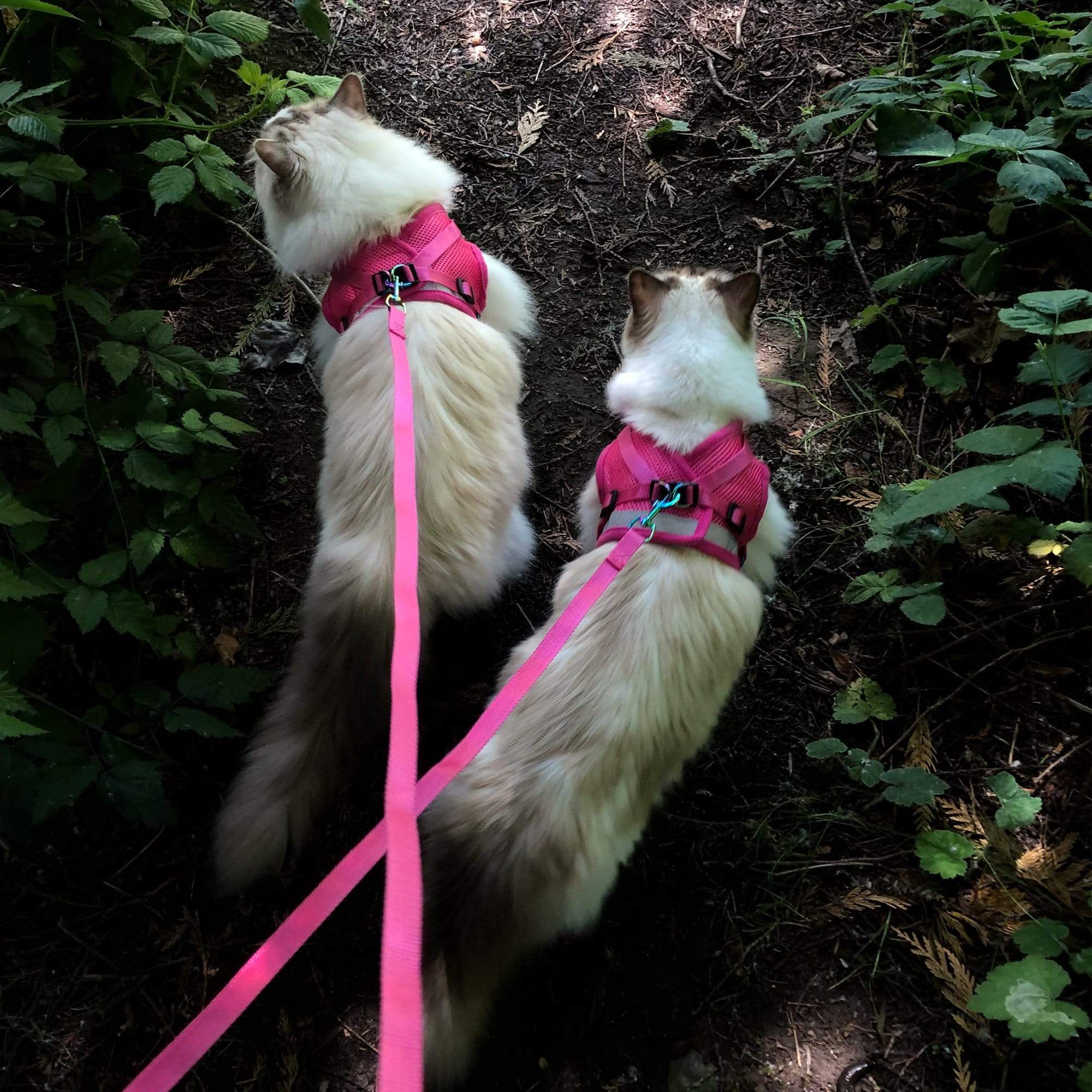 pinkharness2_8549e81d-def4-4b83-966b-84df6e862c1c_1.jpg